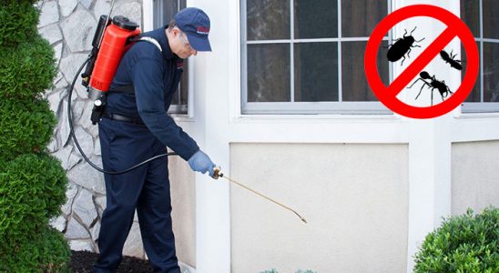 Düzköy Uçan Haşere İlaçlama böcek ilaçlama ve haşere kontrolü — ilaclama-tr.com